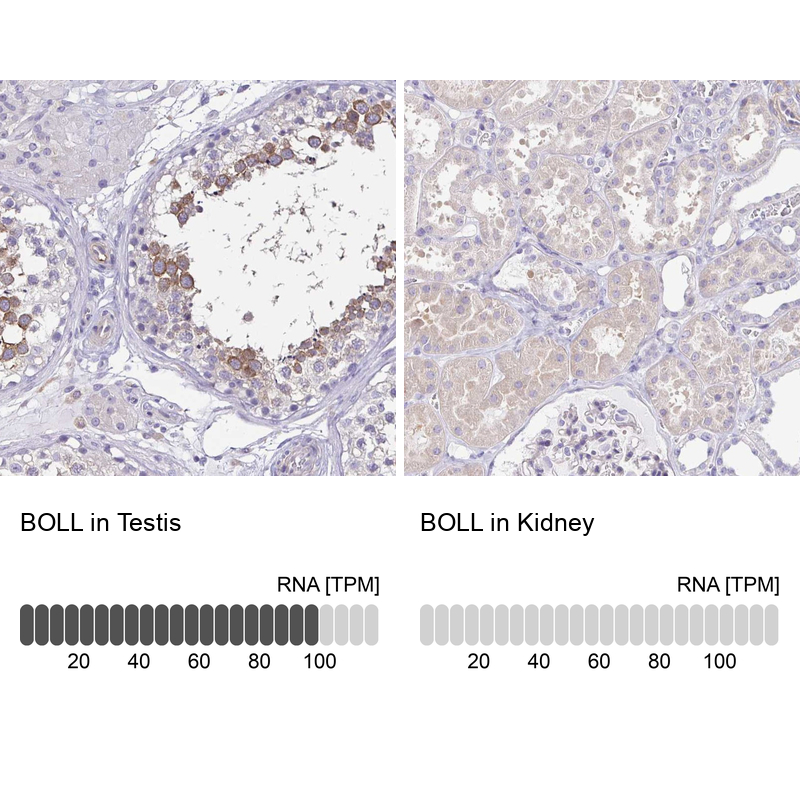 Immunohistochemistry analysis in human testis and kidney tissues using Anti-BOLL antibody. Corresponding BOLL RNA-seq data are presented for the same tissues.