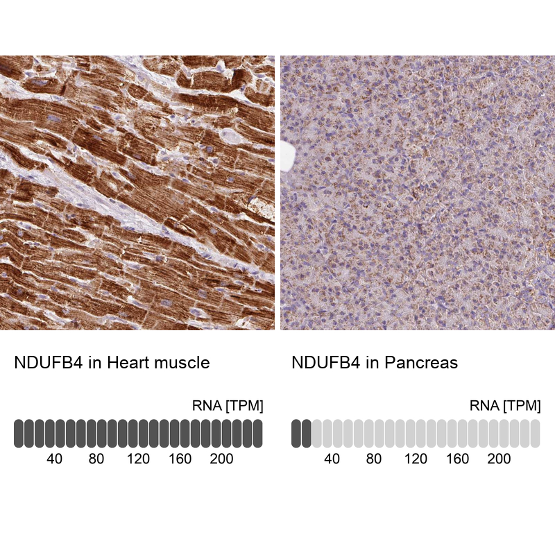 Immunohistochemistry analysis in human heart muscle and pancreas tissues using Anti-NDUFB4 antibody. Corresponding NDUFB4 RNA-seq data are presented for the same tissues.