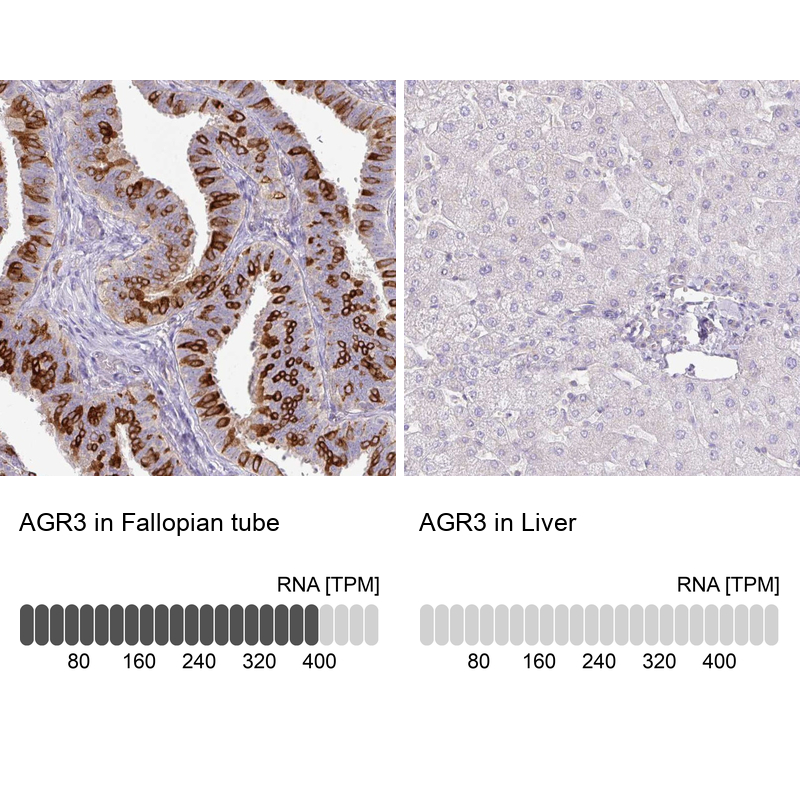 Immunohistochemistry analysis in human fallopian tube and liver tissues using Anti-AGR3 antibody. Corresponding AGR3 RNA-seq data are presented for the same tissues.