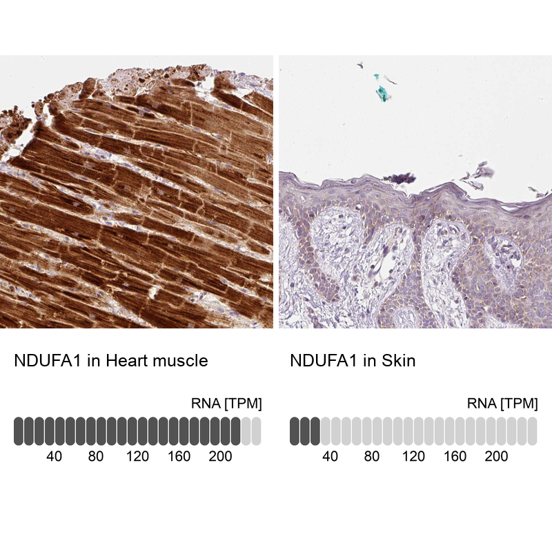 Immunohistochemistry analysis in human heart muscle and skin tissues using Anti-NDUFA1 antibody. Corresponding NDUFA1 RNA-seq data are presented for the same tissues.