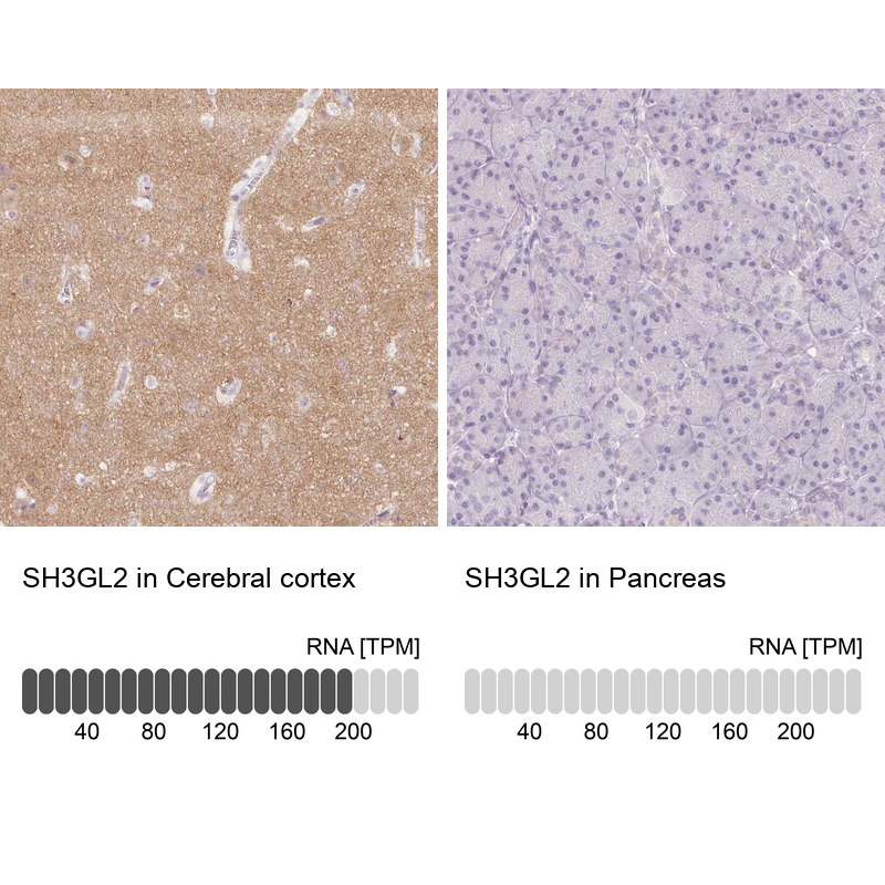 Immunohistochemistry analysis in human cerebral cortex and pancreas tissues using Anti-SH3GL2 antibody. Corresponding SH3GL2 RNA-seq data are presented for the same tissues.
