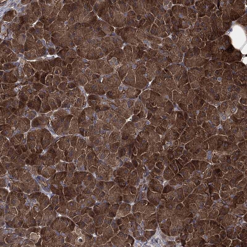 Immunohistochemical staining of human pancreas shows cytoplasmic positivity in exocrine glandular cells.