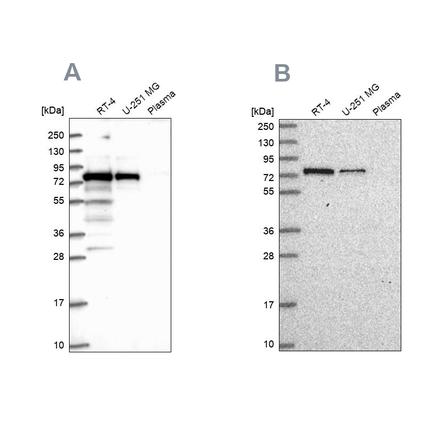 Anti-GNL1 Antibody (HPA043338) - Atlas Antibodies