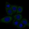 ICC of Anti-DICER1 Antibody AMAb90737