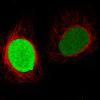 ICC of Anti-PARP1 Antibody AMAb90959
