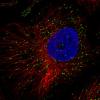 ICC of Anti-ABCD3 Antibody AMAb90995