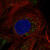 ICC of Anti-ACAA1 Antibody AMAb91023