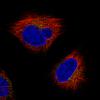 ICC of Anti-ACTB Antibody AMAb91241