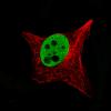 ICC of Anti-SOX10 Antibody AMAb91297