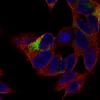 ICC of Anti-MAP2 Antibody AMAb91375