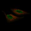 ICC of Anti-ZNF10 Antibody AMAb91592