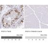 IHC of Anti-ANLN Antibody AMAb90660