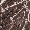 IHC of Anti-GORASP2 Antibody AMAb90993