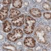 IHC of Anti-ACAA1 Antibody AMAb91023