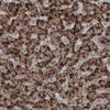 IHC of Anti-ACAA1 Antibody AMAb91024