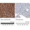 IHC of Anti-CNP Antibody AMAb91072