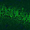 IHC of Anti-GAD1 Antibody AMAb91079