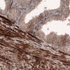 IHC of Anti-ACTB Antibody AMAb91241