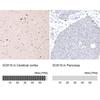 IHC of Anti-SOX10 Antibody AMAb91297
