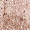 IHC of Anti-MAP2 Antibody AMAb91375