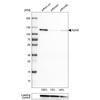WB of Anti-ADAR Antibody AMAb90535