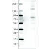 WB of Anti-ACSL5 Antibody AMAb90634