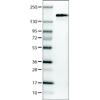 WB of Anti-ANLN Antibody AMAb90660