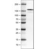 WB of Anti-KIT Antibody AMAb90901