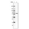 WB of Anti-GORASP2 Antibody AMAb90993