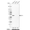 WB of Anti-ACAA1 Antibody AMAb91024