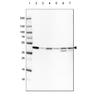 WB of Anti-ACTB Antibody AMAb91241