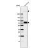 WB of Anti-MAP2 Antibody AMAb91375