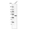 WB of Anti-FOS Antibody AMAb91417