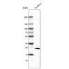 WB of Anti-EFNA1 Antibody AMAb91423