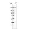 WB of Anti-MTOR Antibody AMAb91508