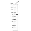 WB of Anti-ZNF10 Antibody AMAb91592