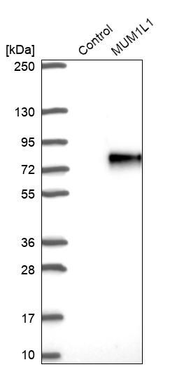Western blot analysis in control (vector only transfected HEK293T lysate) and MUM1L1 over-expression lysate (Co-expressed with a C-terminal myc-DDK tag (~3.1 kDa) in mammalian HEK293T cells, LY407544).