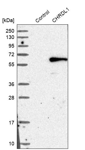 Western blot analysis in control (vector only transfected HEK293T lysate) and CHRDL1 over-expression lysate (Co-expressed with a C-terminal myc-DDK tag (~3.1 kDa) in mammalian HEK293T cells, LY407971).