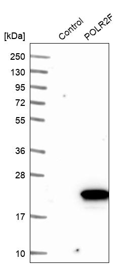 Western blot analysis in control (vector only transfected HEK293T lysate) and POLR2F over-expression lysate (Co-expressed with a C-terminal myc-DDK tag (~3.1 kDa) in mammalian HEK293T cells, LY411849).