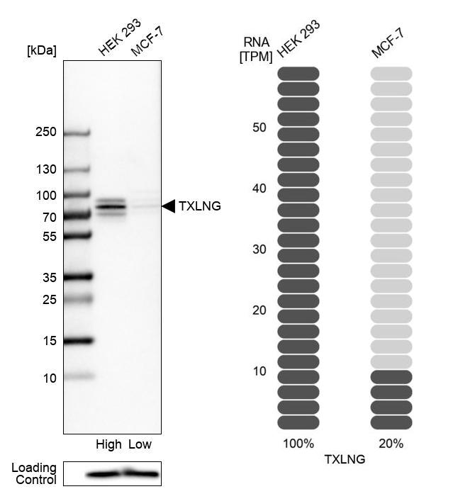 Western blot analysis in human cell lines HEK293 and MCF-7 using Anti-TXLNG antibody. Corresponding TXLNG RNA-seq data are presented for the same cell lines. Loading control: Anti-PFN1.