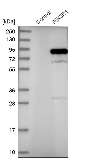 Western blot analysis in control (vector only transfected HEK293T lysate) and LY403619 over-expression lysate (Co-expressed with a C-terminal myc-DDK tag (~3.1 kDa) in mammalian HEK293T cells, LY403619).