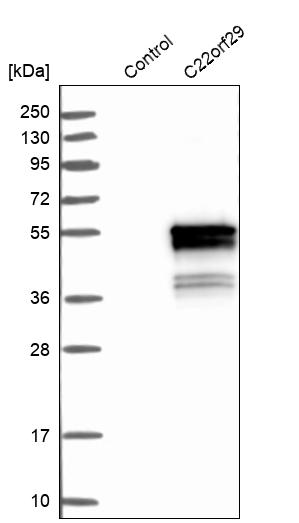 Western blot analysis in control (vector only transfected HEK293T lysate) and C22orf29 over-expression lysate (Co-expressed with a C-terminal myc-DDK tag (~3.1 kDa) in mammalian HEK293T cells, LY411106).