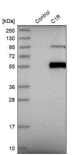 Western blot analysis in control (vector only transfected HEK293T lysate) and C1R over-expression lysate (Co-expressed with a C-terminal myc-DDK tag (~3.1 kDa) in mammalian HEK293T cells, LY400654). Western blot analysis in control (vector only transfected HEK293T lysate) and C1R over-expression lysate (Co-expressed with a C-terminal myc-DDK tag (~3.1 kDa) in mammalian HEK293T cells, LY400654).
