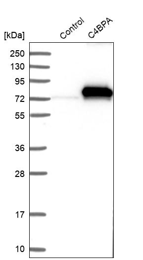 Western blot analysis in control (vector only transfected HEK293T lysate) and C4BPA over-expression lysate (Co-expressed with a C-terminal myc-DDK tag (~3.1 kDa) in mammalian HEK293T cells, LY424544).