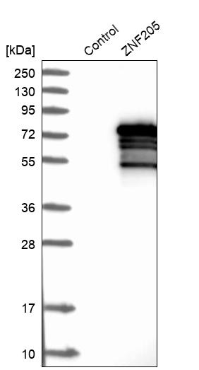 Western blot analysis in control (vector only transfected HEK293T lysate) and ZNF205 over-expression lysate (Co-expressed with a C-terminal myc-DDK tag (~3.1 kDa) in mammalian HEK293T cells, LY418666).