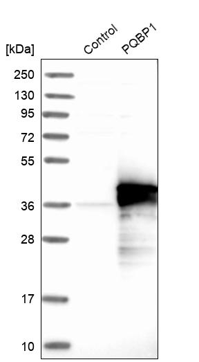 Western blot analysis in control (vector only transfected HEK293T lysate) and PQBP1 over-expression lysate (Co-expressed with a C-terminal myc-DDK tag (~3.1 kDa) in mammalian HEK293T cells, LY417119).