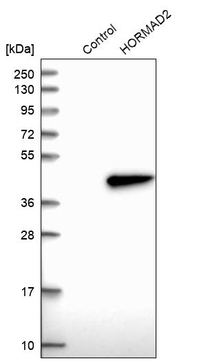 Western blot analysis in control (vector only transfected HEK293T lysate) and HORMAD2 over-expression lysate (Co-expressed with a C-terminal myc-DDK tag (~3.1 kDa) in mammalian HEK293T cells, LY407512).