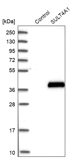 Western blot analysis in control (vector only transfected HEK293T lysate) and SULT4A1 over-expression lysate (Co-expressed with a C-terminal myc-DDK tag (~3.1 kDa) in mammalian HEK293T cells, LY402319). Western blot analysis in control (vector only transfected HEK293T lysate) and SULT4A1 over-expression lysate (Co-expressed with a C-terminal myc-DDK tag (~3.1 kDa) in mammalian HEK293T cells, LY402319).