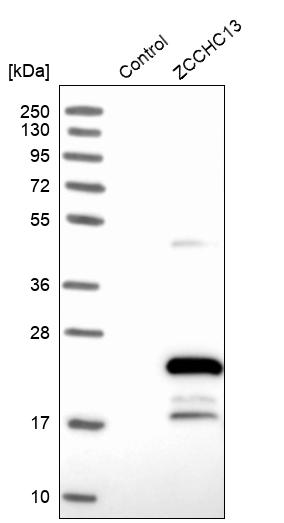 Western blot analysis in control (vector only transfected HEK293T lysate) and ZCCHC13 over-expression lysate (Co-expressed with a C-terminal myc-DDK tag (~3.1 kDa) in mammalian HEK293T cells, LY404386). Western blot analysis in control (vector only transfected HEK293T lysate) and ZCCHC13 over-expression lysate (Co-expressed with a C-terminal myc-DDK tag (~3.1 kDa) in mammalian HEK293T cells, LY404386).