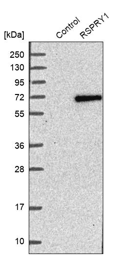 Western blot analysis in control (vector only transfected HEK293T lysate) and RSPRY1 over-expression lysate (Co-expressed with a C-terminal myc-DDK tag (~3.1 kDa) in mammalian HEK293T cells, LY408831).